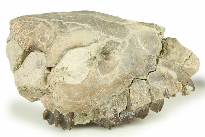 Fossil Oreodont (Merycoidodon) Partial Upper Skull - Nebraska #270058